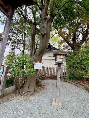 伊勢山皇大神宮樫の木