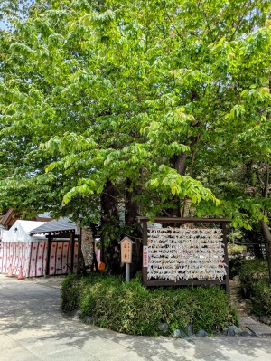櫻木神社「ご神木」